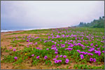 Cherai Beach @ cheraihotels.com