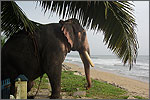 Cherai Beach @ cheraihotels.com